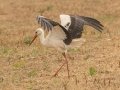 White Stork - Swellendam Rural, Barrydale - Swellendam ZA-Western Cape (-34.2359,20.3717), Western Cape, ZA on Wed Nov 27, 2024 White Stork - Swellendam Rural, Barrydale - Swellendam ZA-Western Cape (-34.2359,20.3717), Western Cape, ZA on Wed Nov 27, 2024