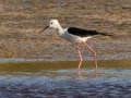 Black-winged Stilt - Intaka Island, Western Cape, South Africa, Nov 23, 2024 Black-winged Stilt - Intaka Island, Western Cape, South Africa, Nov 23, 2024