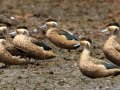 Blue-billed Teal - Mtubatuba Rural, Mtubatuba ZA-KZN -28.08625, 32.35249, Kwazulu-Natal, South Africa, Dec 9, 2024 Blue-billed Teal - Mtubatuba Rural, Mtubatuba ZA-KZN -28.08625, 32.35249, Kwazulu-Natal, South Africa, Dec 9, 2024