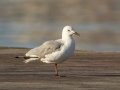 Hartlaubs Gull - Intaka Island, Western Cape, South Africa, Nov 23, 2024 Hartlaubs Gull - Intaka Island, Western Cape, South Africa, Nov 23, 2024