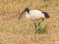 African Sacred Ibis - Swellendam Rural, Barrydale - Swellendam ZA-Western Cape (-34.2359,20.3717), Western Cape, ZA on Wed Nov 27, 2024 African Sacred Ibis - Swellendam Rural, Barrydale - Swellendam ZA-Western Cape (-34.2359,20.3717), Western Cape, ZA on Wed Nov 27, 2024