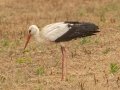 White Stork - Swellendam Rural, Barrydale - Swellendam ZA-Western Cape (-34.2359,20.3717), Western Cape, ZA on Wed Nov 27, 2024 White Stork - Swellendam Rural, Barrydale - Swellendam ZA-Western Cape (-34.2359,20.3717), Western Cape, ZA on Wed Nov 27, 2024