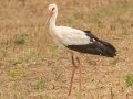 White Stork - Swellendam Rural, Barrydale - Swellendam ZA-Western Cape (-34.2359,20.3717), Western Cape, ZA on Wed Nov 27, 2024 White Stork - Swellendam Rural, Barrydale - Swellendam ZA-Western Cape (-34.2359,20.3717), Western Cape, ZA on Wed Nov 27, 2024