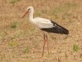 White Stork - Swellendam Rural, Barrydale - Swellendam ZA-Western Cape (-34.2359,20.3717), Western Cape, ZA on Wed Nov 27, 2024 White Stork - Swellendam Rural, Barrydale - Swellendam ZA-Western Cape (-34.2359,20.3717), Western Cape, ZA on Wed Nov 27, 2024