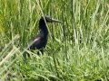 Rufous-bellied Heron - Simangaliso WP--Eastern Shores, Kwazulu-Natal, South Africa, Dec 10, 2024 Rufous-bellied Heron - Simangaliso WP--Eastern Shores, Kwazulu-Natal, South Africa, Dec 10, 2024