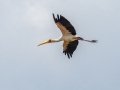 Yellow-billed Stork - Mtubatuba Rural, Mtubatuba ZA-KZN -28.08625, 32.35249, Kwazulu-Natal, South Africa, Dec 9, 2024 Yellow-billed Stork - Mtubatuba Rural, Mtubatuba ZA-KZN -28.08625, 32.35249, Kwazulu-Natal, South Africa, Dec 9, 2024