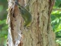 Cape White-eye - Kirstenbosch Botanical Garden, Western Cape, ZA, Nov 25, 2024 Cape White-eye - Kirstenbosch Botanical Garden, Western Cape, ZA, Nov 25, 2024
