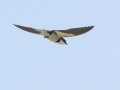 White-throated Swallow - P332, Wakkerstroom ZA-MP -27.37436, 30.17691, Mpumalanga , South Africa, Dec 6, 2024 White-throated Swallow - P332, Wakkerstroom ZA-MP -27.37436, 30.17691, Mpumalanga , South Africa, Dec 6, 2024