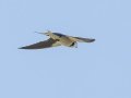 White-throated Swallow - P332, Wakkerstroom ZA-MP -27.37436, 30.17691, Mpumalanga , South Africa, Dec 6, 2024 White-throated Swallow - P332, Wakkerstroom ZA-MP -27.37436, 30.17691, Mpumalanga , South Africa, Dec 6, 2024