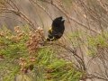 Yellow Bishop - Elim Road, Overstrand, Greater Hermanus ZA-Western Cape (-34.5348,19.6242), Western Cape, ZA on Tue Nov 26, 2024 Yellow Bishop - Elim Road, Overstrand, Greater Hermanus ZA-Western Cape (-34.5348,19.6242), Western Cape, ZA on Tue Nov 26, 2024