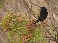 Yellow Bishop - Elim Road, Overstrand, Greater Hermanus ZA-Western Cape (-34.5348,19.6242), Western Cape, ZA on Tue Nov 26, 2024