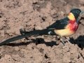 Eastern Paradise-Whydah - Mokala NP, Northern Cape, South Africa, Dec 4, 2024 Eastern Paradise-Whydah - Mokala NP, Northern Cape, South Africa, Dec 4, 2024