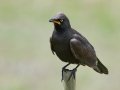 African Pied Starling - Swellendam Rural, Barrydale - Swellendam ZA-Western Cape (-34.2359,20.3717), Western Cape, ZA on Wed Nov 27, 2024 African Pied Starling - Swellendam Rural, Barrydale - Swellendam ZA-Western Cape (-34.2359,20.3717), Western Cape, ZA on Wed Nov 27, 2024