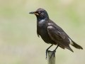 African Pied Starling - Swellendam Rural, Barrydale - Swellendam ZA-Western Cape (-34.2359,20.3717), Western Cape, ZA on Wed Nov 27, 2024 African Pied Starling - Swellendam Rural, Barrydale - Swellendam ZA-Western Cape (-34.2359,20.3717), Western Cape, ZA on Wed Nov 27, 2024