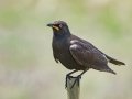 African Pied Starling - Swellendam Rural, Barrydale - Swellendam ZA-Western Cape (-34.2359,20.3717), Western Cape, ZA on Wed Nov 27, 2024 African Pied Starling - Swellendam Rural, Barrydale - Swellendam ZA-Western Cape (-34.2359,20.3717), Western Cape, ZA on Wed Nov 27, 2024