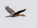Fulvous Whistling-Duck - Mtubatuba Rural, Mtubatuba ZA-KZN -28.08625, 32.35249, Kwazulu-Natal, ZA, Dec 9, 2024