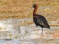 Glossy Ibis - Intaka Island, Western Cape, South Africa, Nov 23, 2024 Glossy Ibis - Intaka Island, Western Cape, South Africa, Nov 23, 2024