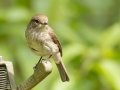 African Dusky Flycatcher - Kirstenbosch Botanical Garden, Western Cape, ZA, Nov 25, 2024 African Dusky Flycatcher - Kirstenbosch Botanical Garden, Western Cape, ZA, Nov 25, 2024