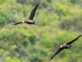 White-faced Whistling-Duck - iSimangaliso WP--Western Shores, Kwazulu-Natal, South Africa, Dec 9, 2024 White-faced Whistling-Duck - iSimangaliso WP--Western Shores, Kwazulu-Natal, South Africa, Dec 9, 2024