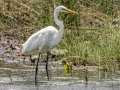 Great Egret - Simangaliso WP--Eastern Shores, Kwazulu-Natal, South Africa, Dec 10, 2024 Great Egret - Simangaliso WP--Eastern Shores, Kwazulu-Natal, South Africa, Dec 10, 2024