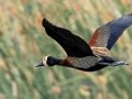 White-faced Whistling-Duck - iSimangaliso WP--Western Shores, Kwazulu-Natal, South Africa, Dec 9, 2024 White-faced Whistling-Duck - iSimangaliso WP--Western Shores, Kwazulu-Natal, South Africa, Dec 9, 2024