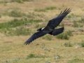 White-necked Raven - Sani Top to Black Mountain West (A31) Lesotho-Mokhotlong (-29.5201,29.1898), Mokhotlong, Lesotho, Dec 13 , 2024 White-necked Raven - Sani Top to Black Mountain West (A31) Lesotho-Mokhotlong (-29.5201,29.1898), Mokhotlong, Lesotho, Dec 13 , 2024
