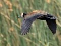 White-faced Whistling-Duck - iSimangaliso WP--Western Shores, Kwazulu-Natal, South Africa, Dec 9, 2024 White-faced Whistling-Duck - iSimangaliso WP--Western Shores, Kwazulu-Natal, South Africa, Dec 9, 2024