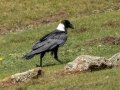 White-necked Raven - Sani Top to Black Mountain West (A31) Lesotho-Mokhotlong (-29.5201,29.1898), Mokhotlong, Lesotho, Dec 13 , 2024 White-necked Raven - Sani Top to Black Mountain West (A31) Lesotho-Mokhotlong (-29.5201,29.1898), Mokhotlong, Lesotho, Dec 13 , 2024