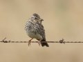 Large-billed Lark - Malagas Pont, Malagas ZA-Western Cape -34.30887, 20.58310, Western Cape, ZA on Wed Nov 27, 2024 Large-billed Lark - Malagas Pont, Malagas ZA-Western Cape -34.30887, 20.58310, Western Cape, ZA on Wed Nov 27, 2024