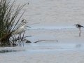 Little Egret - Nibela Floodplains, Kwazulu-Natal, South Africa, Dec 8, 2024 Little Egret - Nibela Floodplains, Kwazulu-Natal, South Africa, Dec 8, 2024