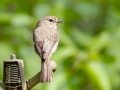 African Dusky Flycatcher - Kirstenbosch Botanical Garden, Western Cape, ZA, Nov 25, 2024