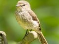 African Dusky Flycatcher - Kirstenbosch Botanical Garden, Western Cape, ZA, Nov 25, 2024 African Dusky Flycatcher - Kirstenbosch Botanical Garden, Western Cape, ZA, Nov 25, 2024