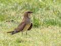 Collared Pratincole - Mtubatuba Rural, Mtubatuba ZA-KZN -28.08625, 32.35249, Kwazulu-Natal, South Africa, Dec 9, 2024 Collared Pratincole - Mtubatuba Rural, Mtubatuba ZA-KZN -28.08625, 32.35249, Kwazulu-Natal, South Africa, Dec 9, 2024
