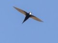White-rumped Swift  -  Hout Bay Beach and Estuary, Western Cape, ZA, Nov 23, 2024