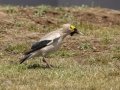 Wattled Starling - Sani Top to Black Mountain West (A31) Lesotho-Mokhotlong (-29.5201,29.1898), Mokhotlong, Lesotho, Dec 13 , 2024 Wattled Starling - Sani Top to Black Mountain West (A31) Lesotho-Mokhotlong (-29.5201,29.1898), Mokhotlong, Lesotho, Dec 13 , 2024