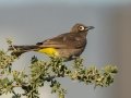 Cape Bulbul - Intaka Island, Western Cape, South Africa, Nov 23, 2024 Cape Bulbul - Intaka Island, Western Cape, South Africa, Nov 23, 2024