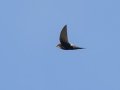 White-rumped Swift - Intaka Island, Western Cape, South Africa, Nov 23, 2024 White-rumped Swift - Intaka Island, Western Cape, South Africa, Nov 23, 2024