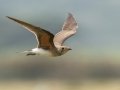 Collared Pratincole - Mtubatuba Rural, Mtubatuba ZA-KZN -28.08625, 32.35249, Kwazulu-Natal, South Africa, Dec 9, 2024 Collared Pratincole - Mtubatuba Rural, Mtubatuba ZA-KZN -28.08625, 32.35249, Kwazulu-Natal, South Africa, Dec 9, 2024