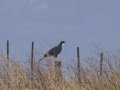 Black Goshawk - Malagas, Malagas ZA-Western Cape (-34.3169,20.5712), Western Cape, ZA on Wed Nov 27, 2024 Black Goshawk - Malagas, Malagas ZA-Western Cape (-34.3169,20.5712), Western Cape, ZA on Wed Nov 27, 2024