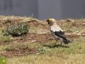 Wattled Starling - Sani Top to Black Mountain West (A31) Lesotho-Mokhotlong (-29.5201,29.1898), Mokhotlong, Lesotho, Dec 13 , 2024