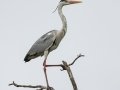 Black-headed Heron - Simangaliso WP--Eastern Shores, Kwazulu-Natal, South Africa, Dec 10, 2024 Black-headed Heron - Simangaliso WP--Eastern Shores, Kwazulu-Natal, South Africa, Dec 10, 2024