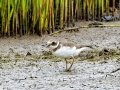 Common Ringed Plover - Umlalazi Nature Reserve, Eshowe ZA-KwaZulu-Natal -28.94967, 31.77476, , Kwazulu-Natal, South Africa, Dec 10, 2024 Common Ringed Plover - Umlalazi Nature Reserve, Eshowe ZA-KwaZulu-Natal -28.94967, 31.77476, , Kwazulu-Natal, South Africa, Dec 10, 2024