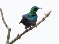 Purple-banded Sunbird - Simangaliso WP--Eastern Shores, Kwazulu-Natal, South Africa, Dec 10, 2024 Purple-banded Sunbird - Simangaliso WP--Eastern Shores, Kwazulu-Natal, South Africa, Dec 10, 2024