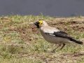 Wattled Starling - Sani Top to Black Mountain West (A31) Lesotho-Mokhotlong (-29.5201,29.1898), Mokhotlong, Lesotho, Dec 13 , 2024 Wattled Starling - Sani Top to Black Mountain West (A31) Lesotho-Mokhotlong (-29.5201,29.1898), Mokhotlong, Lesotho, Dec 13 , 2024