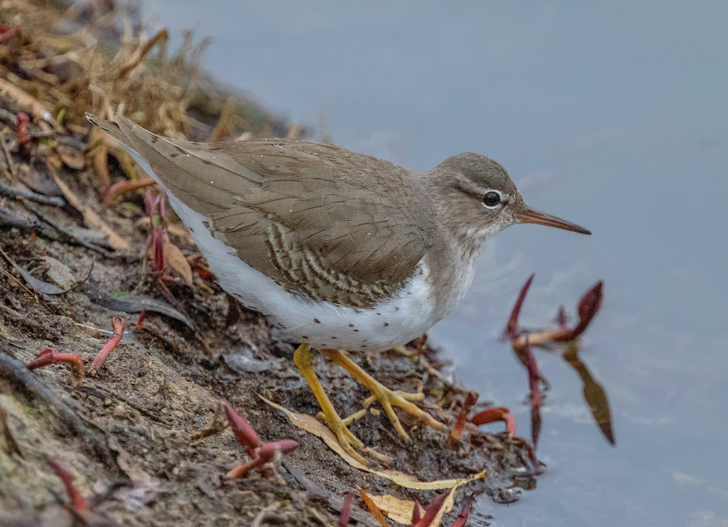 Spotted Sandpiper | San Diego Bird Spot