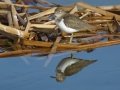 Spotted Sandpiper