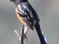 Spotted Towhee
