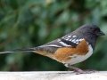 Spotted Towhee
