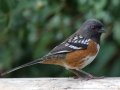 Spotted Towhee