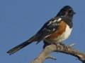 Spotted Towhee